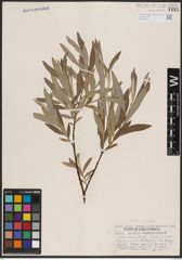 Foto von Salix candida Flüggé ex Willd.